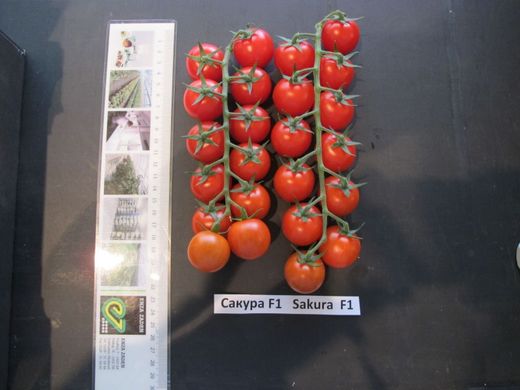 Фото 4 - Сакура F1 томат індетермінантний Enza Zaden 250 насінин