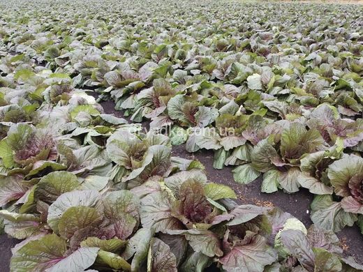 Фото 3 - Ямада F1 (КС 888 F1) капуста пекинская пурпурная Kitano Seeds 1000 семян