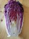 Ямада F1 (КС 888 F1) капуста пекинская пурпурная Kitano Seeds 1000 семян
