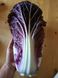 Ямада F1 (КС 888 F1) капуста пекінська пурпурова Kitano Seeds 1000 насінин