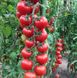 Сакура F1 томат индетерминантный Enza Zaden 250 семян