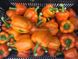 Магно F1 перец сладкий оранжевый Enza Zaden 500 семян