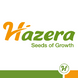 Золтан F1 капуста белокочанная Hazera 2500 семян