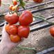 КС 204 (KS 204) F1 томат индетерминантный Kitano Seeds 1000 семян
