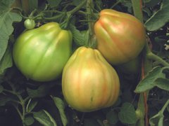 Фото 1 - Куор ді Буе Альбенга томат індетермінантний Esasem 250 насінин