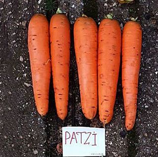Фото 1 - Патзи F1 морковь тип Берликум Clause калибр 1,6-2,0, 100 тыс. семян