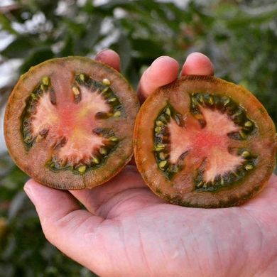 Фото 1 - Джордано F1 томат индетерминантный Spark Seeds 250 семян