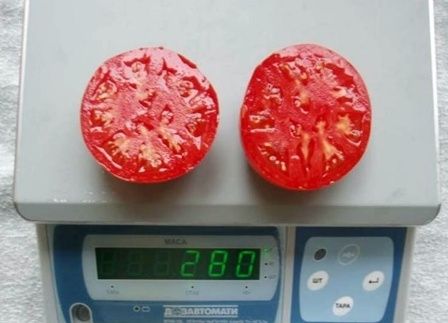 Фото 2 - Белла Роса F1 томат детермінантний Sakata 1 000 насінин