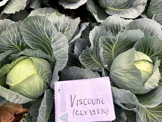 Фото 5 - Висконт F1 капуста белокочанная Clause 2 500 семян