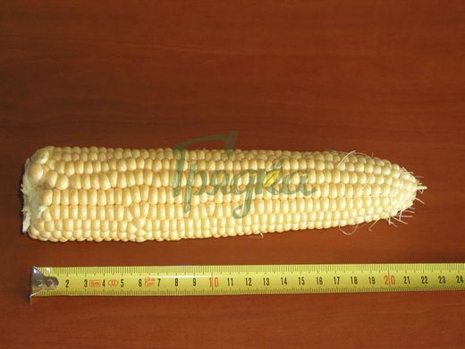 Фото 2 - Трофи F1 кукуруза Seminis 5000 семян