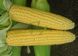 Трофи F1 кукуруза Seminis 5000 семян