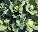 Висконт F1 капуста белокочанная Clause 2 500 семян