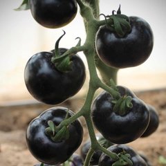 Фото 1 - Нуар де Крім томат полудетерминантный Esasem 250 семян