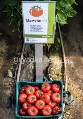 Фото 2 - Мамстон F1 томат индетерминантный Syngenta 500 семян