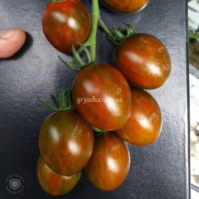 Фото 3 - Криспіна Плюм F1 томат індетермінантний Esasem 250 насінин