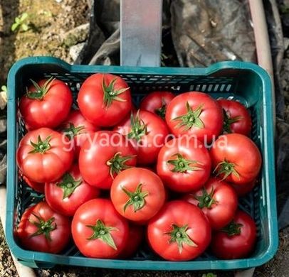 Фото 3 - Мамстон F1 томат индетерминантный Syngenta 500 семян