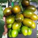 Криспина Плюм F1 томат индетерминантный Esasem 250 семян