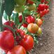 Прайд F1 томат індетермінантний Spark Seeds 250 насінин