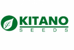 Фото 1 - КС 307 (KS 307) F1 томат індетермінантний Kitano Seeds 500 насінин