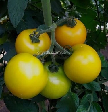 Фото 2 - Єллоу Болл F1 томат індетермінантний Spark Seeds 250 насінин
