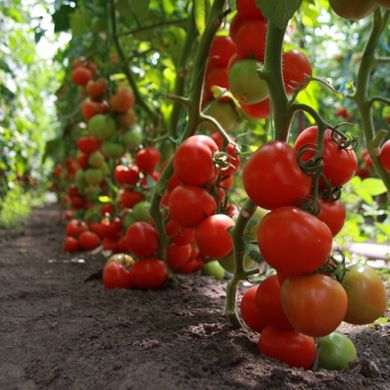 Фото 1 - Ядвига F1 томат напівдетермінантний Kitano Seeds 100 насінин