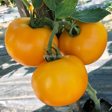 Фото 4 - Єллоу Болл F1 томат індетермінантний Spark Seeds 250 насінин