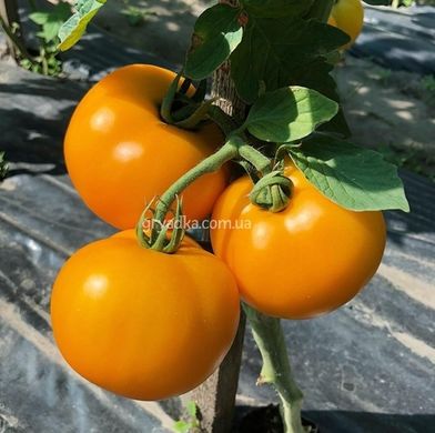 Фото 3 - Єллоу Болл F1 томат індетермінантний Spark Seeds 250 насінин