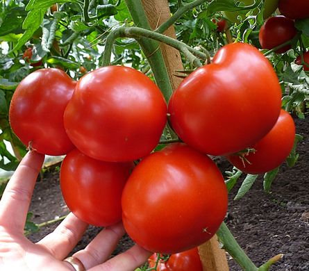 Фото 3 - Гравітет F1 томат напівдетермінантний Syngenta 500 насінин