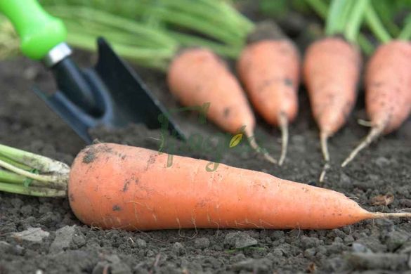 Фото 5 - Абако F1 морква тип Шантане Seminis 1.4-1.6, 200 тис. насінин