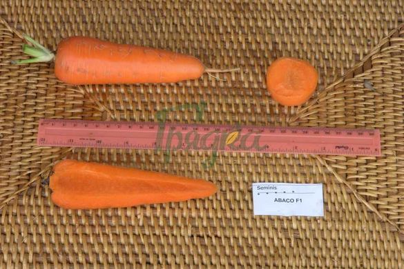 Фото 3 - Абако F1 морква тип Шантане Seminis 1.4-1.6, 200 тис. насінин