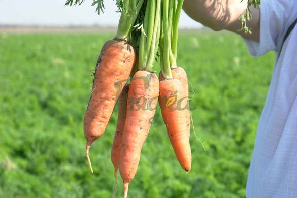 Фото 4 - Абако F1 морква тип Шантане Seminis 1.4-1.6, 200 тис. насінин
