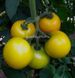 Еллоу Болл F1 томат индетерминантный Spark Seeds 250 семян