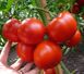 Гравітет F1 томат напівдетермінантний Syngenta 500 насінин