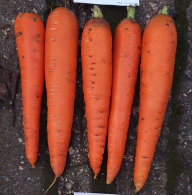 Фото 1 - Мулета F1 морковь тип Флаке Clause калибр 1,4-1,6, 100 тыс. семян
