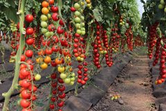 Фото 1 - Порпора F1 томат индетерминантный Esasem 250 семян