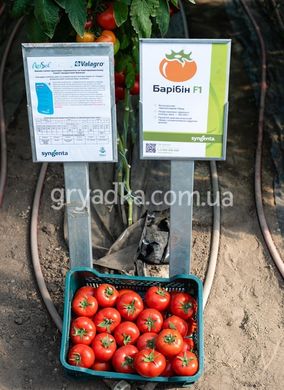 Фото 2 - Барибин F1 томат индетерминантный Syngenta 500 семян