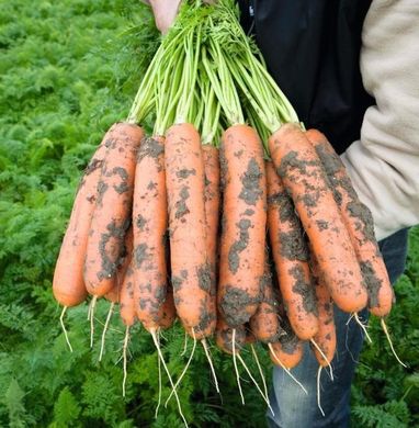Фото 2 - Балтимор F1 морковь тип Берликум Bejo Zaden 1.6 -1.8, 100 тыс. семян