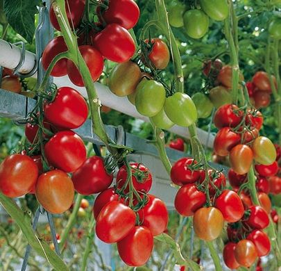 Фото 1 - Гранадеро F1 органик томат индетерминантный (Vitalis) Enza Zaden 250 семян