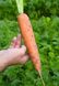 Балтимор F1 морковь тип Берликум Bejo Zaden 1.6 -1.8, 100 тыс. семян