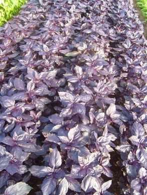 Фото 3 - Рози базилик фиолетовый Enza Zaden 50000 семян
