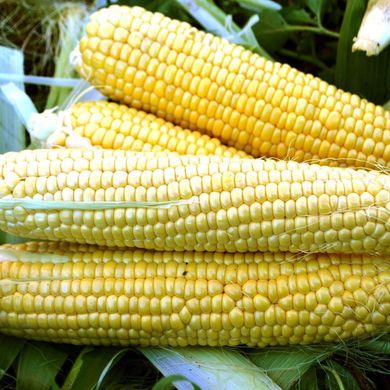 Фото 5 - Форвард F1 (1709 F1) кукурудза дуже рання Spark Seeds 2 500 насінин