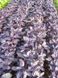 Рози базилик фиолетовый Enza Zaden 50000 семян