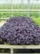 Розі базилік фіолетовий Enza Zaden 50000 насінин