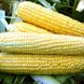 Форвард F1 (1709 F1) кукурудза дуже рання Spark Seeds 2 500 насінин