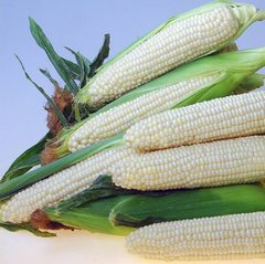 Фото 1 - Эден F1 кукуруза белая Hazera 5 000 семян