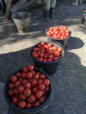 Фото 5 - Асвон F1 томат детермінантний Kitano Seeds 1000 насінин