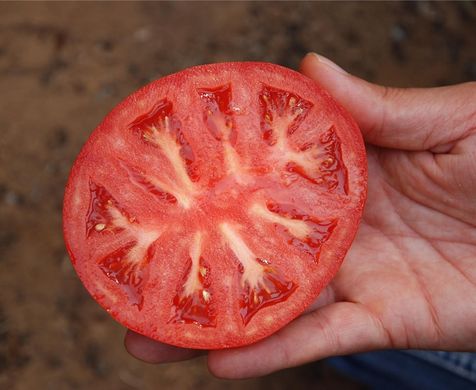 Фото 2 - Сігнора F1 томат індетермінантний Esasem 250 насінин