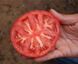 Сігнора F1 томат індетермінантний Esasem 250 насінин