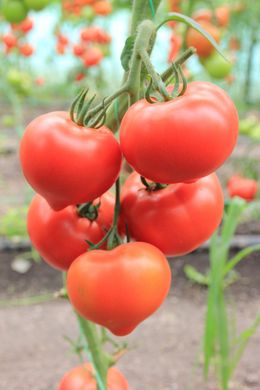 Фото 2 - Беллфорт F1 томат индетерминантный Enza Zaden 500 семян