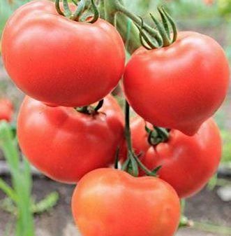Фото 1 - Беллфорт F1 томат индетерминантный Enza Zaden 500 семян